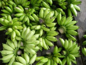 Resistente Stärke grüne Bananen
