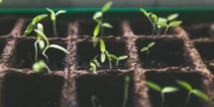 Saatgut-Adventskalender